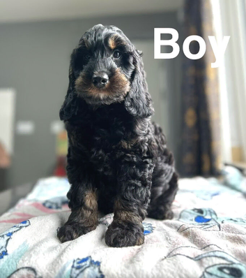 Cockapoo puppies ready now