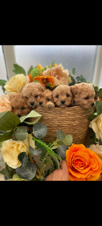 Strong healthy cavapoo puppies