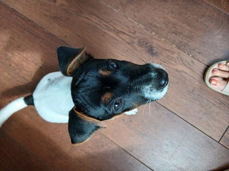 1 Jack Russell boy 11 weeks old pups ready now!