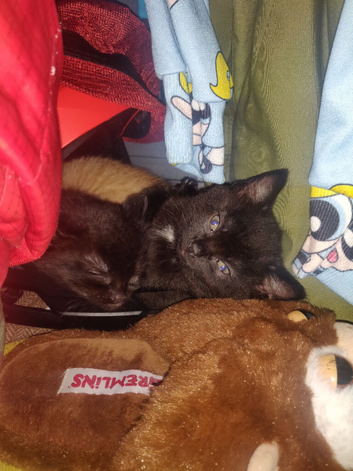 ONLY 4 Kittens Left. Black. Black and white. And Ginger.