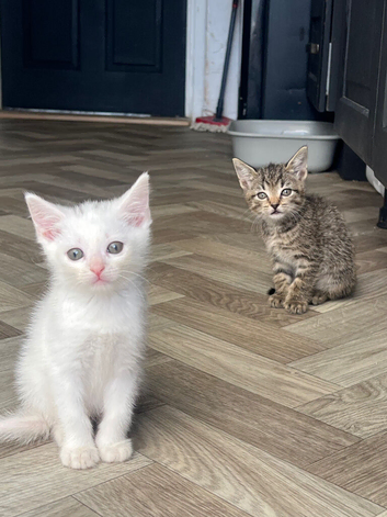 Last two fur baby&rsquo;s out of 9