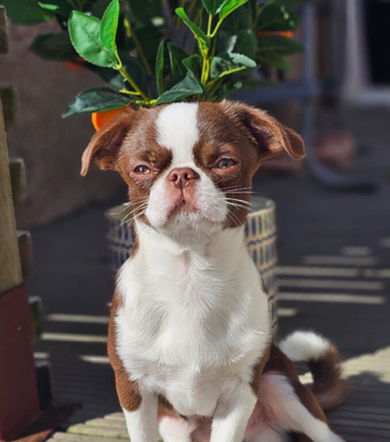 Gorgeous chocolate and white male