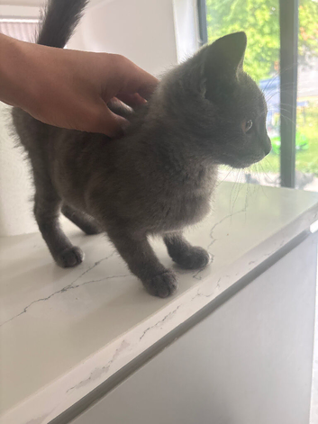 1 British shorthair kitten