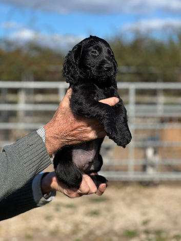 Quality cocker spaniel puppies for sale