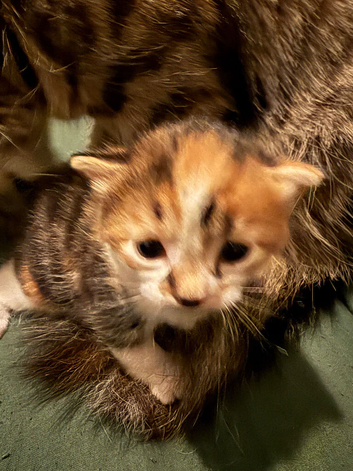 2 boy kittens for sale