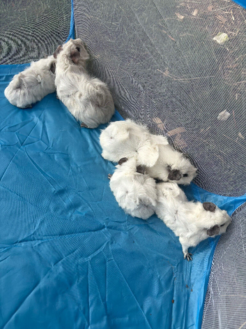 Adorable white guinea pigs