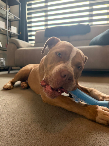 Beautiful 9 month old boxer x staffy