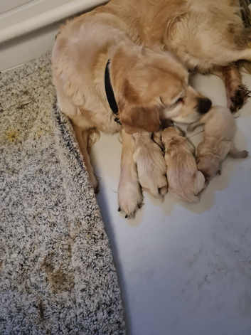 Golden retriever