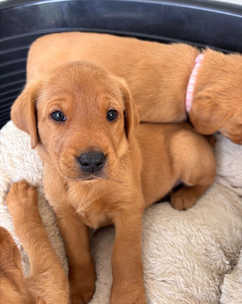 **Red Gold on Four Paws &ndash; Fox Red Labrador Puppies**