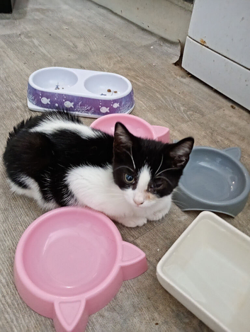 Lovely kitten black and white.