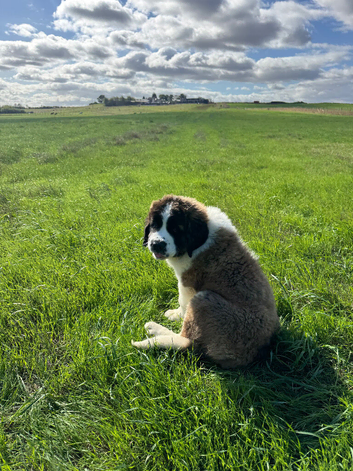 KC reg Saint Bernard girl
