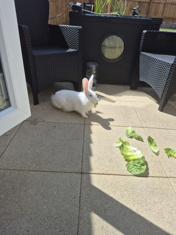 Bunny looking for forever home