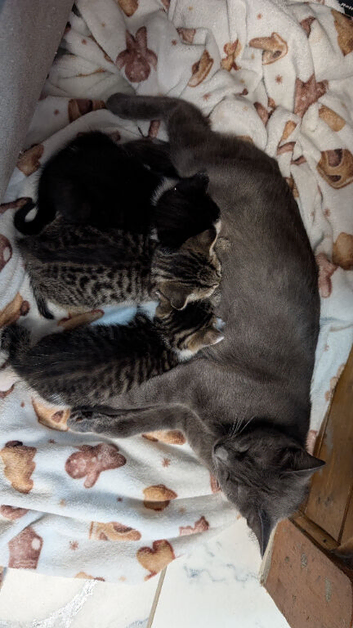 Male kitten Ready now