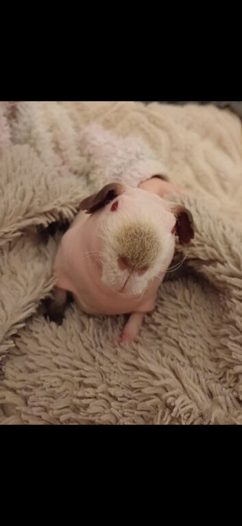 Skinny pig male