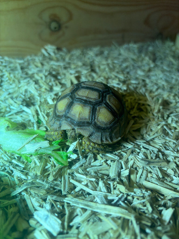 STUNNING BABY SULCATA