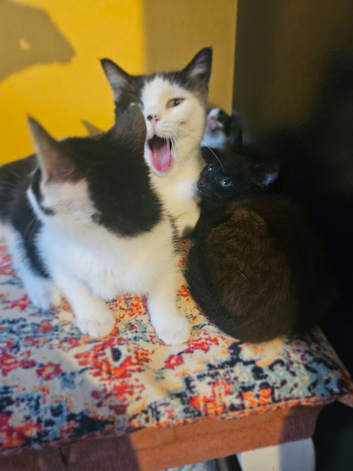 Kittens black - white