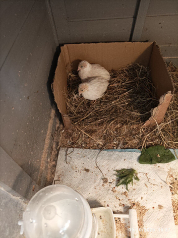 Available Soon TINY BUTTON QUAILS &pound;12 for Hens and a few boys &pound;5 now 6 weeks old &pound;48 for the 9 birds