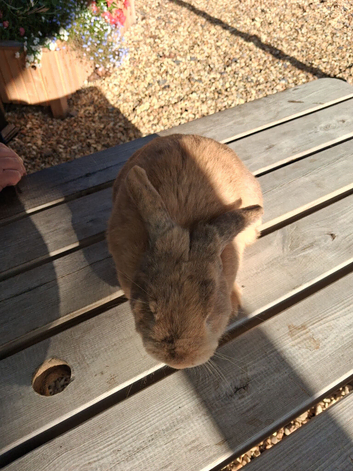 Mini lop male