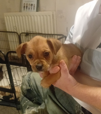 Chihuahua x staffy puppies