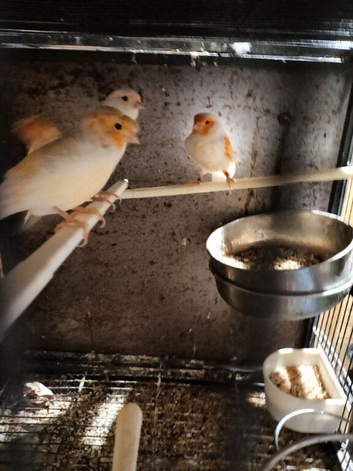 Mosaic canary's