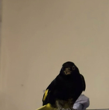 Pair of Siskin