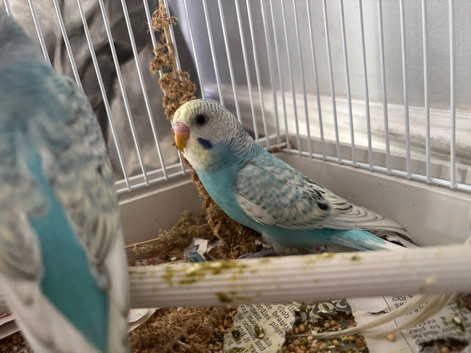 Beautiful baby budgies
