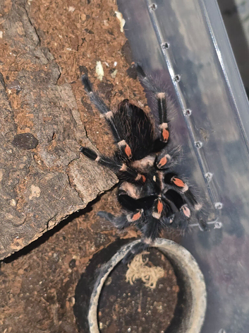 SAF Brachypelma Auratum