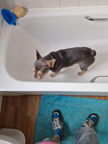 1 year old french bulldog
