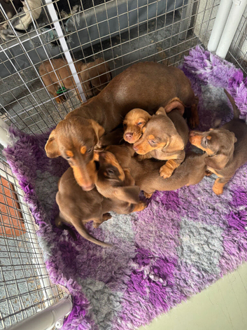 Stunning litter smooth haired mins