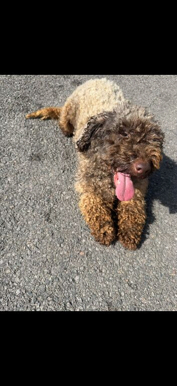 Kcreg chocolate miniature poodle female