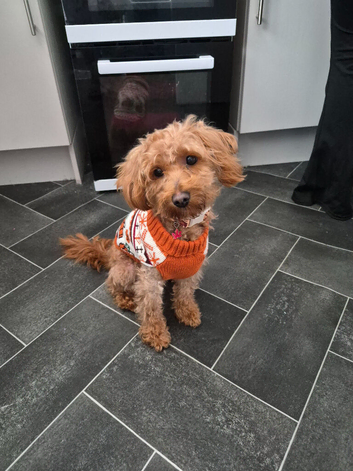 cockapoo