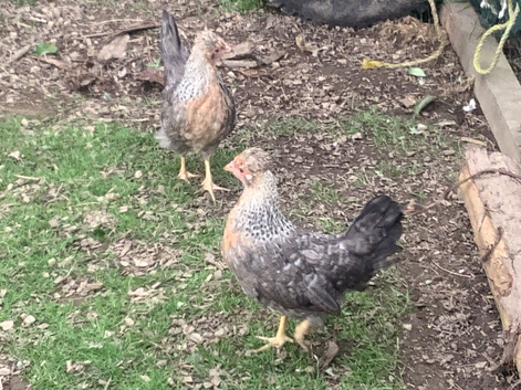 Legbar pullets 16 weeks old