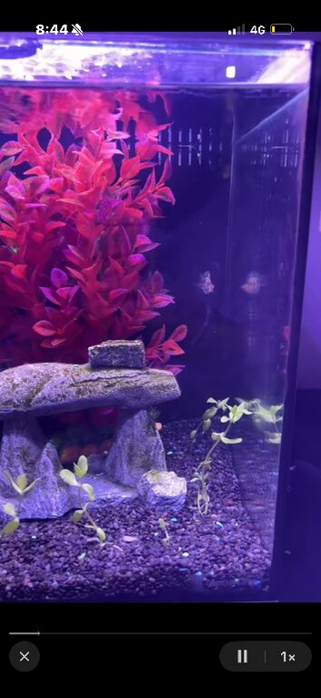 55L Fish Tank & Fish Bundle