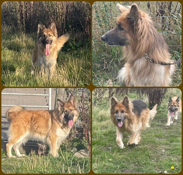 Male & female German Shepherds