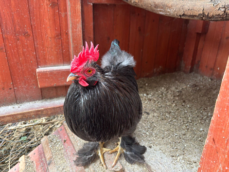 4 cockerel needing rehoming