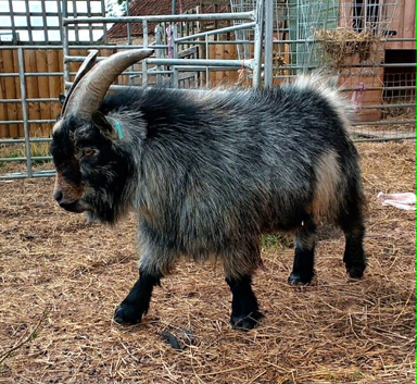 Pygmy Billy goat