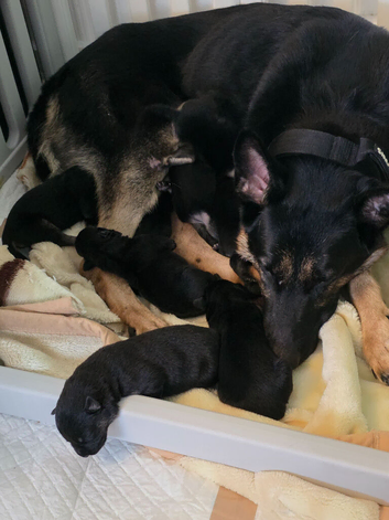 Beautiful German Shepherd puppies
