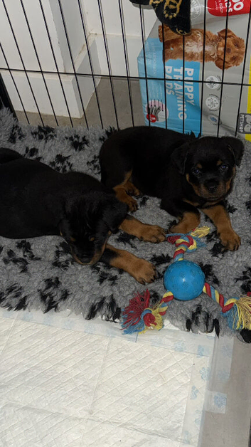 Stunning Rottie bitch pup