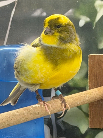 Canary cock bird