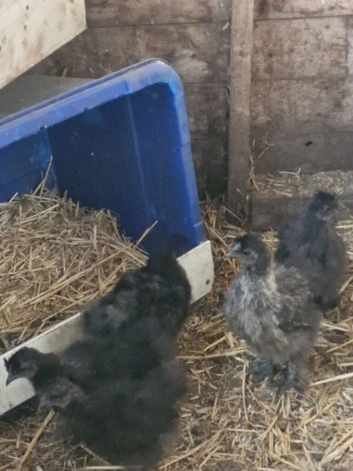 Black Silkie Bantam