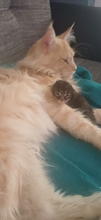 Beautiful maine coon for sale