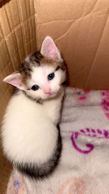 Mixed breed kitten