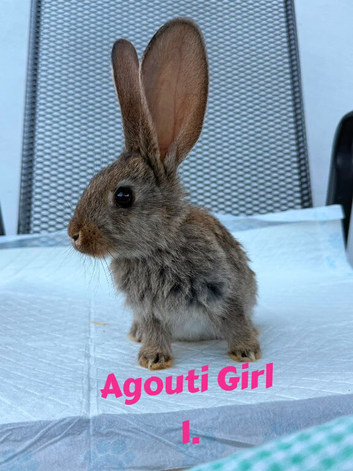 Continental Giant X New Zealand White Bunnies