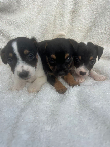 Jackrussell puppies