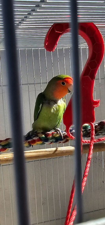 2 love birds