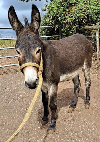 5yo donkey gelding