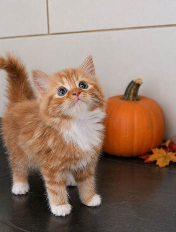 Kittens available now