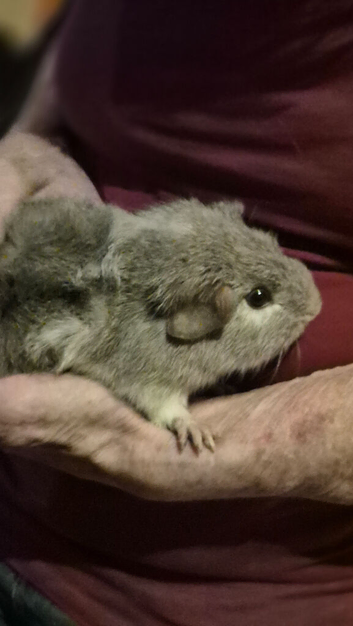 5 adorable baby guinea pigs