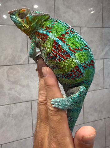 Panther Cameleon (Ambanja)