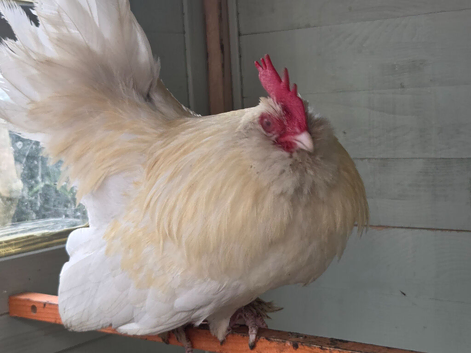 White Barbu D'uccle Cockerel